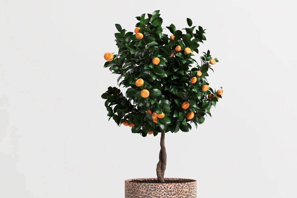 arbol de mandarinas