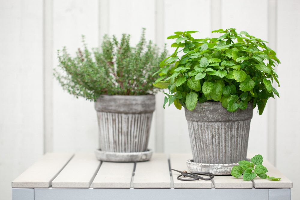 plantas aromaticas